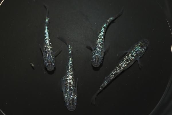 【めめたん様】専用 大きいサイズと大きい服のメンズ通販【ビッグエムワン】大きい