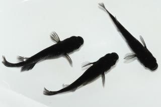 商品検索 - めだかの通販・販売専門店-めだかの館-