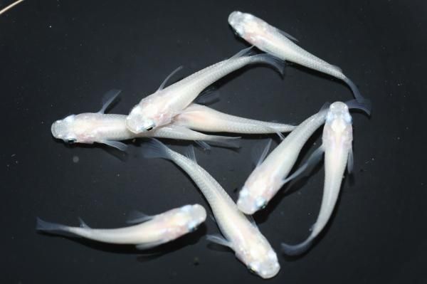 ピュアホワイト 【現物】 オス4匹メス4匹 サイズM～L DLB2604