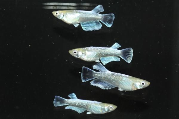 羊二匹 2匹の羊[02233000239]の写真・イラスト素材｜アマナイメージズ