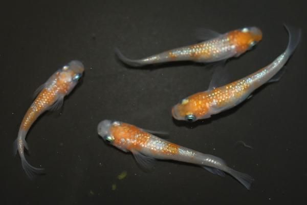 王華 【現物】 オス2匹メス2匹 サイズM～L DG0616 - めだかの
