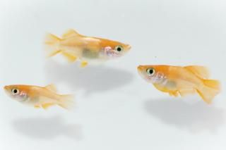 めだか飼育係様　まとめご依頼品 LINE会員様限定】半額SALE！！