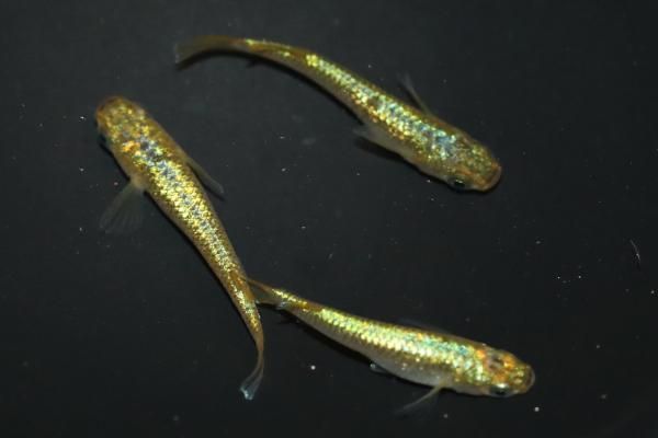 サンシャイン（黄金系統） 【現物】 オス1匹メス2匹 サイズM～L