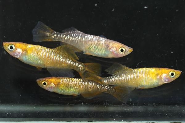 来光系カガミ鱗ヒカリ 【現物】 オス2匹メス2匹 サイズM～L