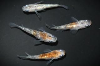 商品検索 - めだかの通販・販売専門店-めだかの館-