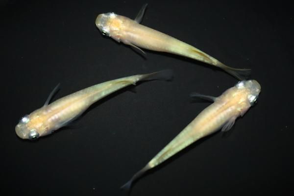 小雪 【現物】 オス1匹メス2匹 サイズL DG3011 - めだかの通販