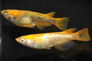 商品検索 - めだかの通販・販売専門店-めだかの館-