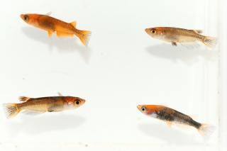 商品検索 - めだかの通販・販売専門店-めだかの館-