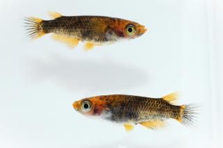 博多ちぇすめだか めだかの通販・販売専門店-めだかの館-