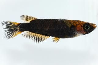 めだかの通販・販売専門店-めだかの館-