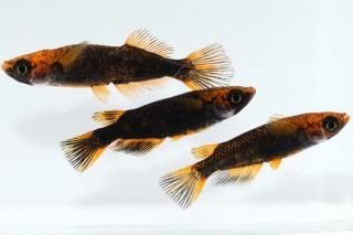 めだかページ 乙姫 メダカ めだか （Mサイズ） 3ペア / メダカ販売 めだか通販