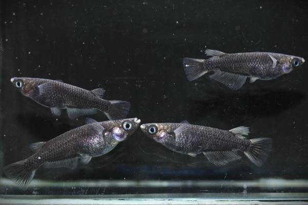 ゲストロテナガコガネ メス　オス　2匹セット ゲストロテナガコガネ メス オス 2匹セット ゲストロ