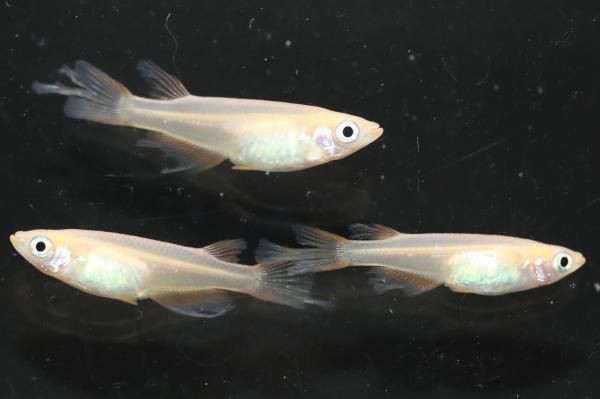 小物 KARLA 浅香工業 キャリーラック金網付L 大 182315 1台（直送品