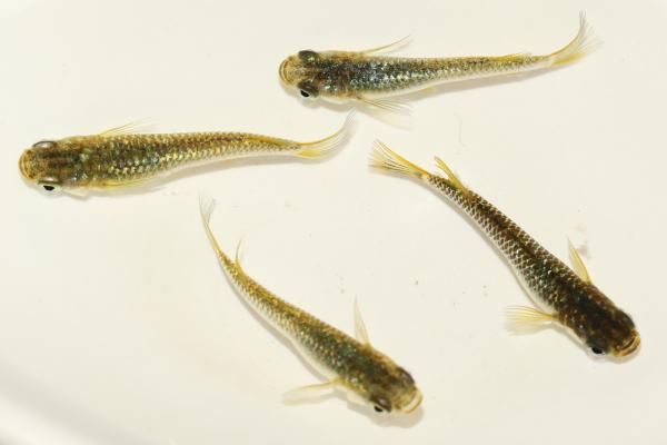 【必見!】貴重生物11匹セット Amazon.co.jp: タカラトミー アニア 大自然の最強いきものセット