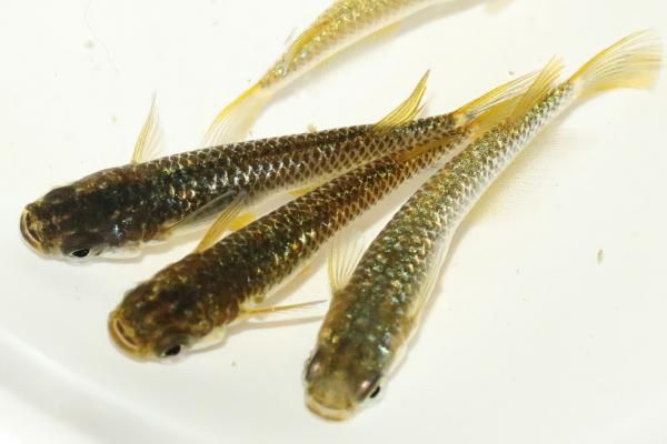 キメラ KINGDOM HEARTS collection(Axel model)（ZF221012-14E1