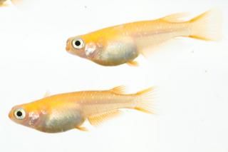 2.朱赤 - めだかの通販・販売専門店-めだかの館-