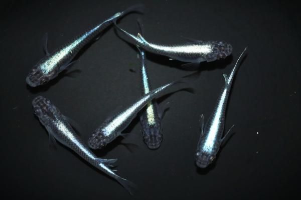 大洋ホエールズ  メガホン  稀少 61yTsTtDPBL._UF350,350_QL50_.jpg