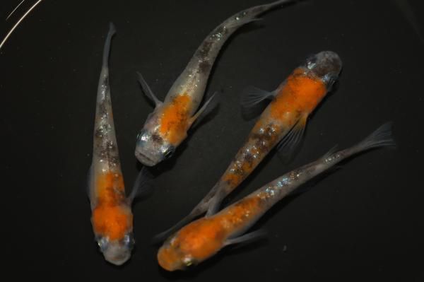 三色ラメ 【現物】 オス2匹メス2匹 サイズL DS1604 - めだかの