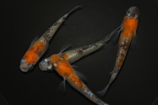 莫大なるセドルー@様用ウルザの物語 日)ウルザの物語 / Urza's Saga【MH2】 No.259｜MtG通販サイト