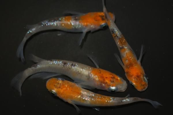 三色ラメ 【現物】 オス2匹メス2匹 サイズL DS1609 - めだかの