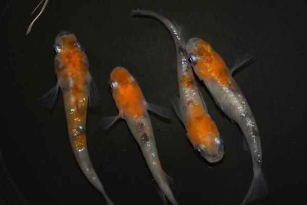 メルカ鉄様分（灰3、黒16） 70年代の傑作を二つ目で再現したメカ・クォーツクロノの大ヒット