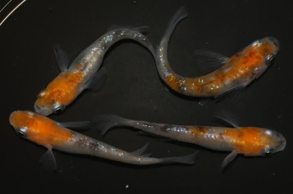 メルカ鉄様分（灰3、黒16） 70年代の傑作を二つ目で再現したメカ・クォーツクロノの大ヒット