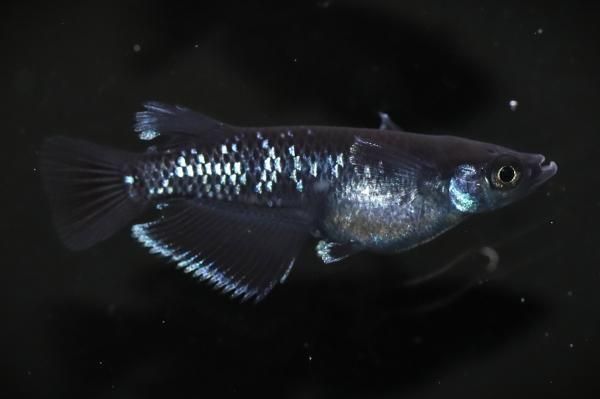 曜変天目 【現物】 オス1匹メス1匹 サイズM～L DS1704 - めだか