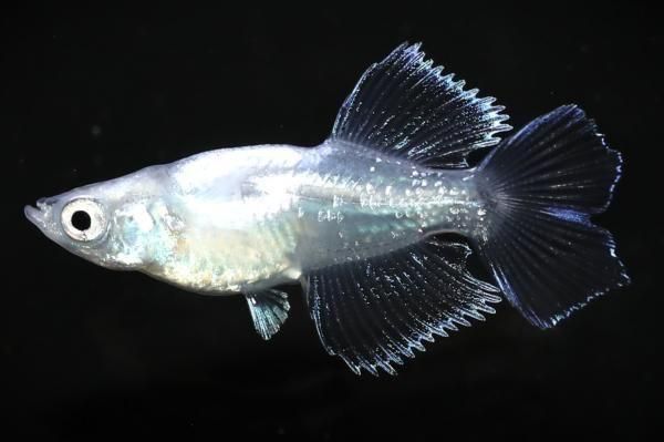 【異常型】モルフォ（1メス、ペルー産） モルフォ桔梗 【現物】 オス1匹メス1匹 サイズM～L DS1713