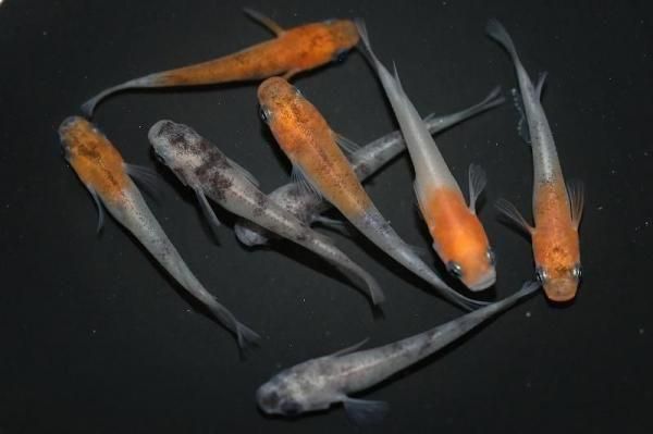 めたもん MAXIMASELECT] スピードメーターギア ディオ スーパーディオ