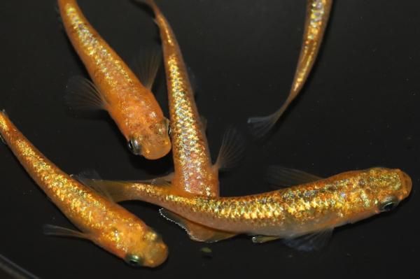 !‼️キングジョウモン金ラメ ‼️モスラ蓄光‼️激安 キングジョウモン金ラメ ‼️モスラ蓄光‼️激安