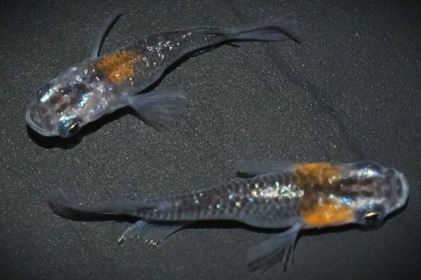 ③ ポメりんさま専用 楽天市場】【選べる地金】アメトリン リング 3.0ctコンケーブ