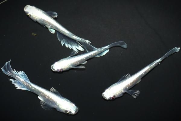 めだか 黒幹之 メダカ めだか （Mサイズ） 1ペア / メダカ販売 めだか
