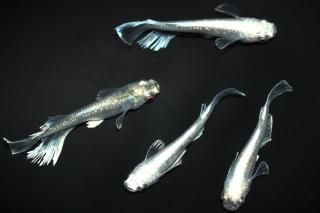 目貫牛２匹 日本刀・刀装具の販売・買取 （株）美術刀剣松本 千葉県野田市