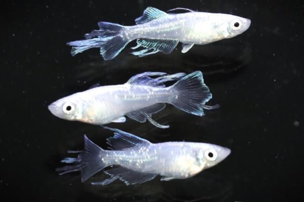 k*u様 【最新作】8分散型シールドカタパルト搭載 4.4㍉メス-4.4㍉オス約 如水(オス:ややB体型) 【現物】 オス1匹メス2匹 サイズM~L