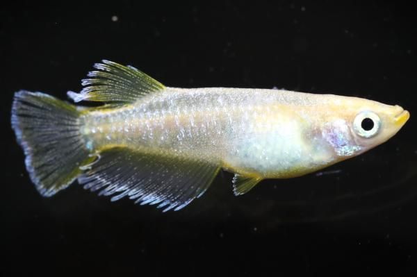 【野外品】イエローテール　エゾヒメギフ（1メス、北海道産） サボラメイエロー （2025年産まれ）稚魚 10匹 ikahoff AA-0318