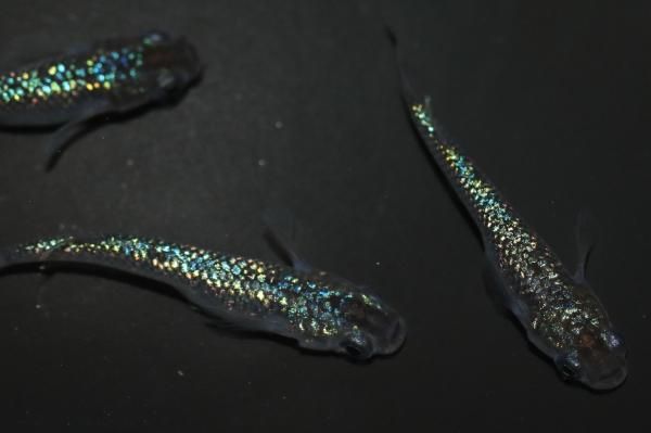 令和黒ラメ幹之サファイア 【現物】 オス2匹メス2匹 サイズM～L