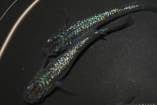 おまめ様 MOMO 4RUN M-4 ALL SEASON 205/55R16 94V XL - オートウェイ