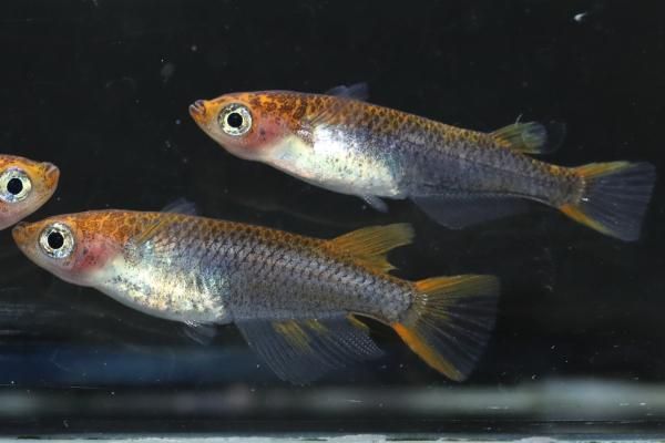 琥珀透明鱗 【現物】 オス1匹メス2匹 サイズM～L DS2927