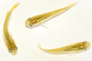 商品検索 - めだかの通販・販売専門店-めだかの館-