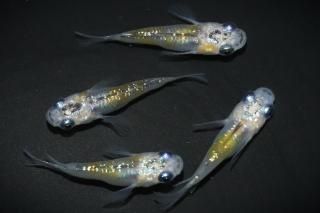 夜桜半ダルマ(B表現) 【現物】 オス2匹メス2匹 サイズM DO0109