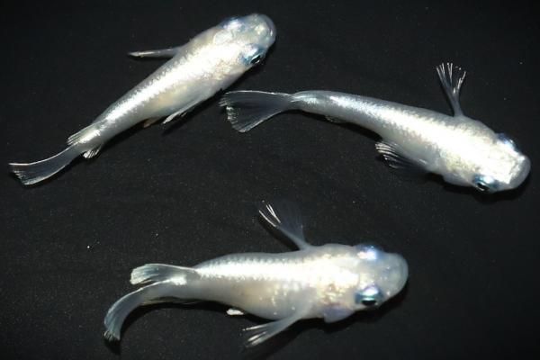 【未開封】タルコレ 白ひげ(オヤジ)と樽入り息子編 全8種 ホワイトマリアージュダルマ 【現物】 オス1匹メス2匹 サイズM