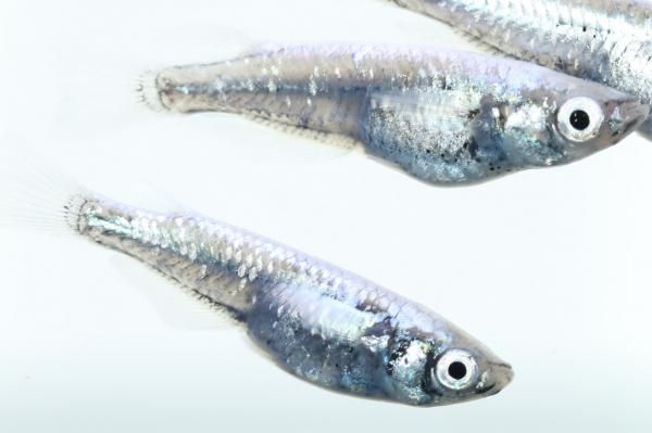 りゅうき 清流きりゅう体外光 【現物】 オス2匹メス2匹 サイズM～L DO0210