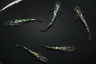 スーパーセール-10月7日18時公開- - めだかの通販・販売専門店