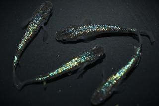 令和黒ラメ幹之サファイア 【現物】 オス2匹メス2匹 サイズM～L