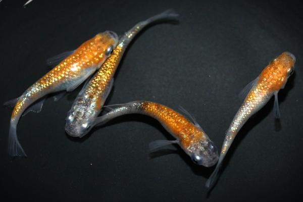 お纏め2点 アイトスAITOZの作業用防寒着 コートタイプAZ-6160| サンワーク本店