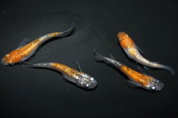 みかん系三色ラメ 【現物】 オス2匹メス2匹 サイズM～L DO0745