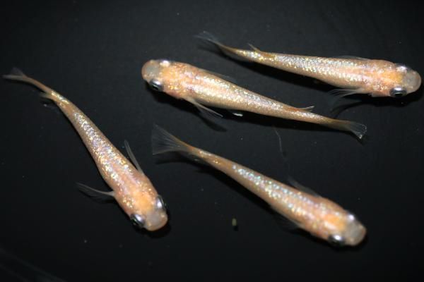 さくら 【現物】 オス2匹メス2匹 サイズM～L DO0751 - めだかの