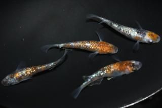 月華 【現物】 オス1匹メス3匹 サイズM～L DO0806 - めだかの