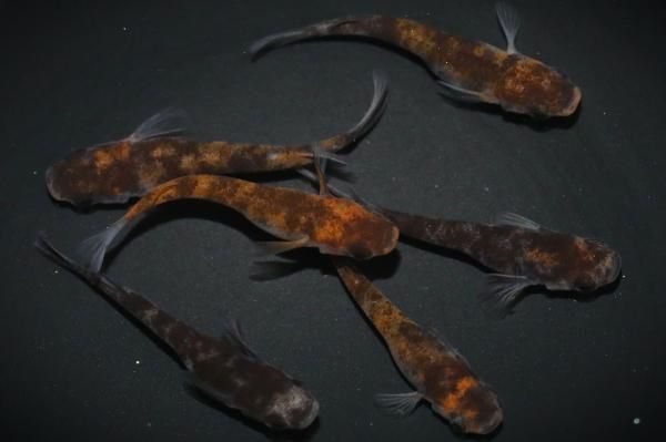 和墨三色(兄弟入り) 【現物】 オス3匹メス3匹 サイズM～L DO0807