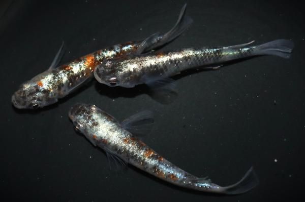 三色体外光の兄弟 【現物】 オス1匹メス2匹 サイズM～L DO0901